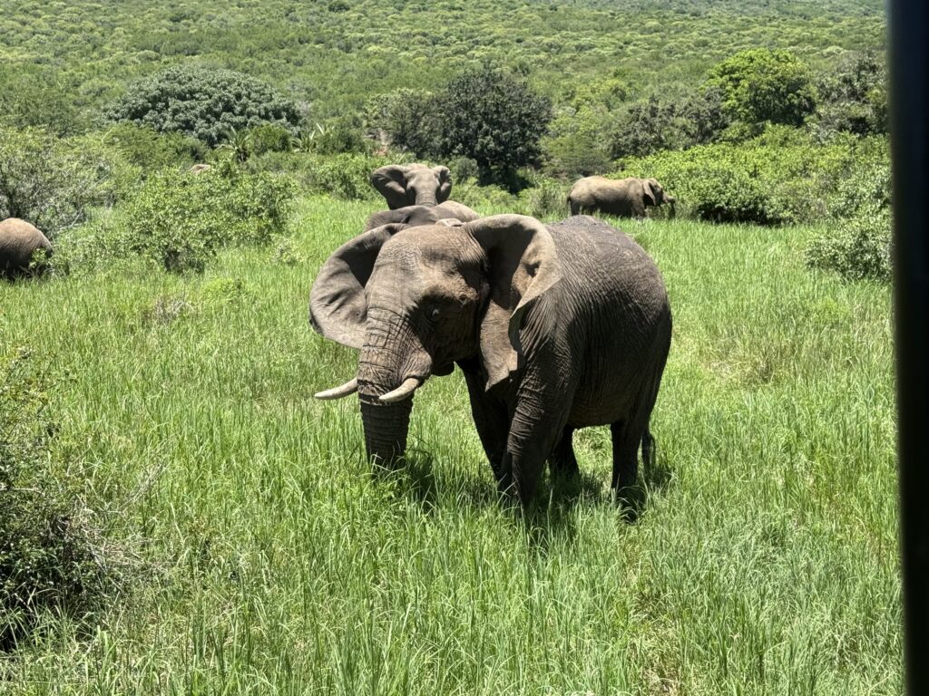 Photo of an elephant herd at Thula Thula