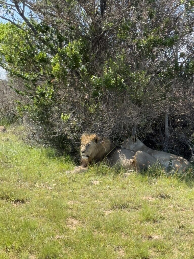 Image of a lion and lioness 