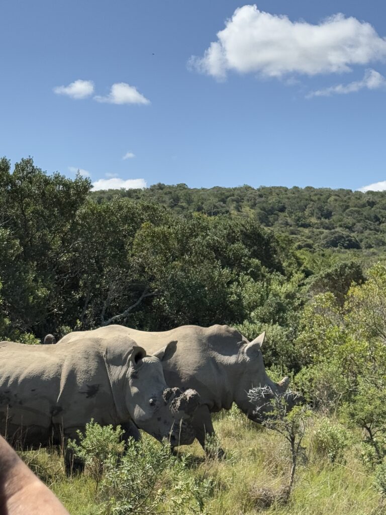 Image of two rhino