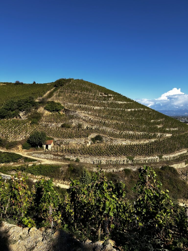 Terraced hillside vineyards in Rhone Valley France with stone cottage showing traditional European wine country landscape