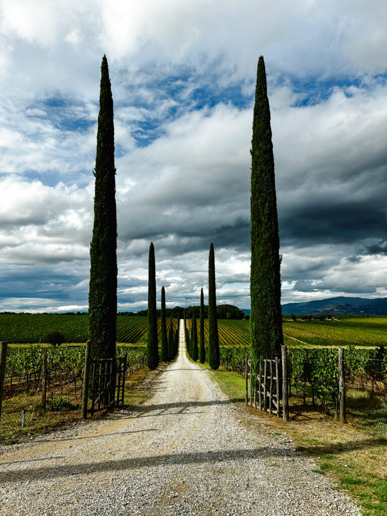 Cypress tree lined gravel path leading through Italian vineyard rows in Tuscany wine country