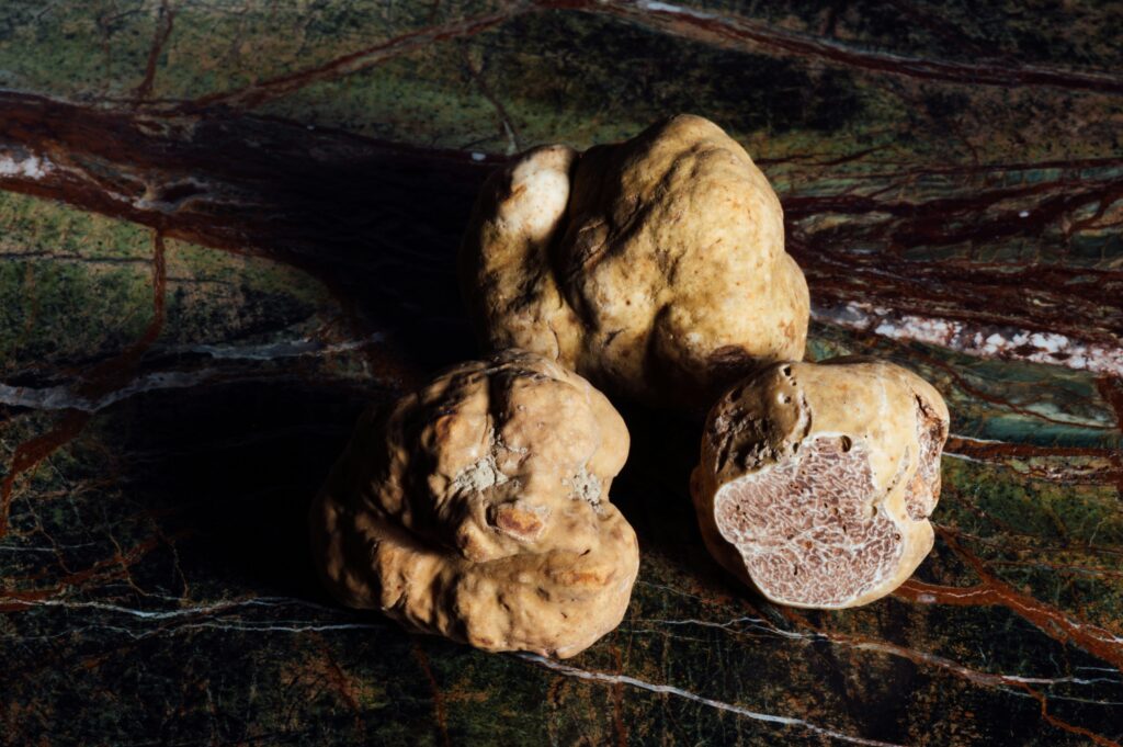 Fresh white truffles from Tuscany on rustic wooden surface - authentic Italian autumn delicacy and seasonal gourmet ingredient for luxury Florence food tours and culinary travel experiences in Italy