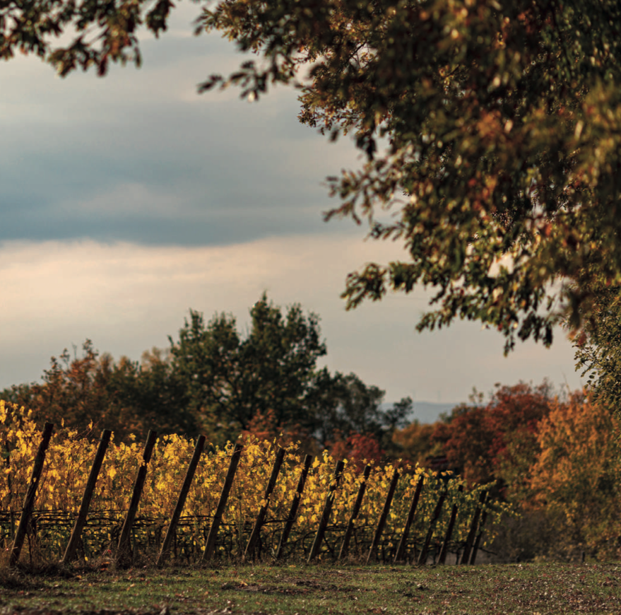 Autumn vineyard with golden grape leaves in Tuscany during harvest season for Italian wine tours