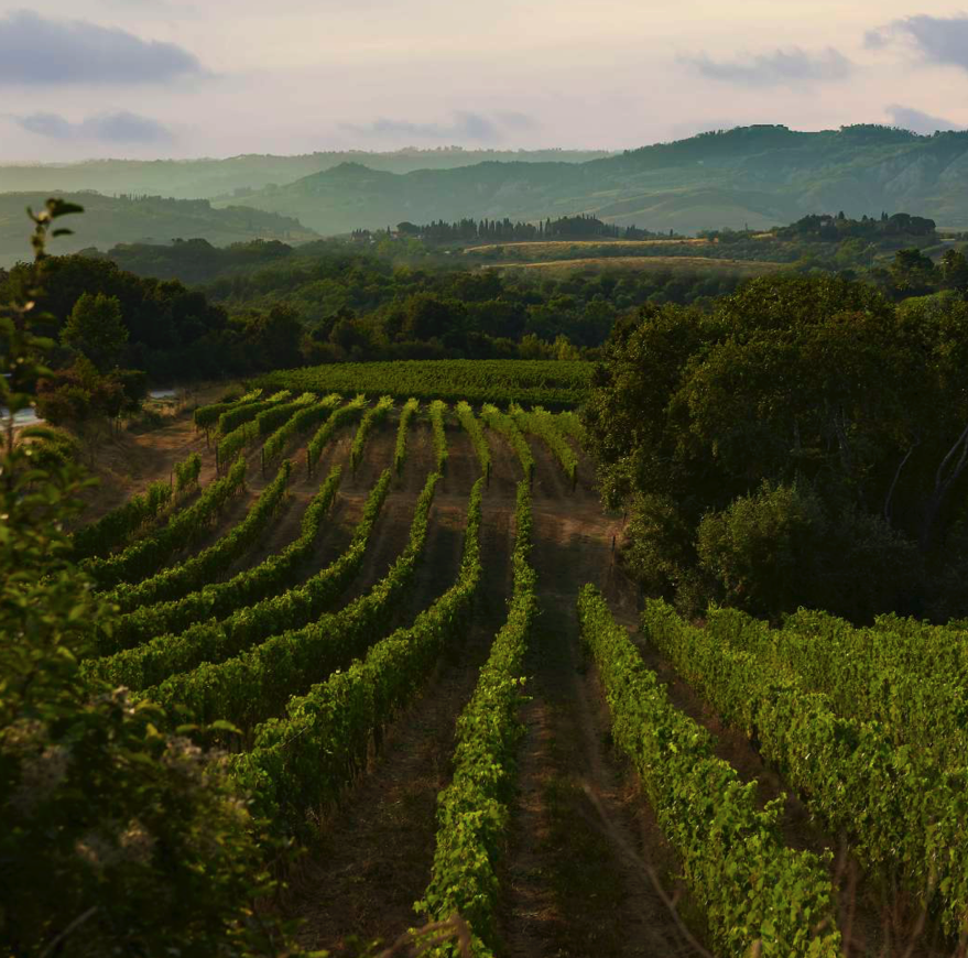 Guide to Tuscany's Nobile Wines: Sangiovese vineyard rows at sunset in Tuscany wine region with misty hills background