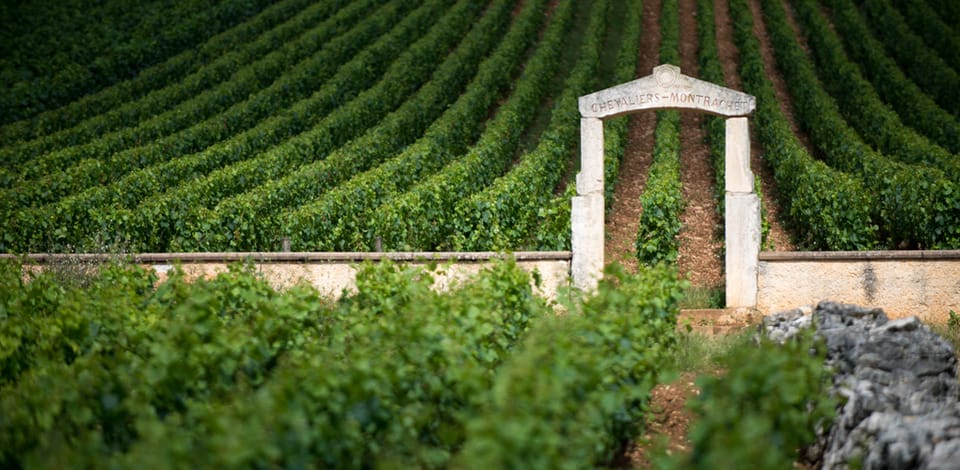 Chevaliers-Montrachet Grand Cru vineyard in Burgundy France with stone arch and rows of Chardonnay vines