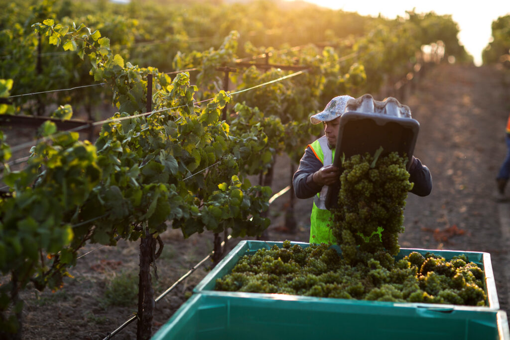 Winery worker harvesting green grapes in a vineyard during harvest season
