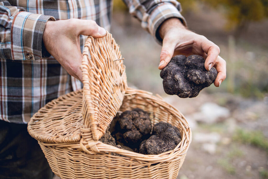 Fresh black truffles in a wicker basket during a European truffle hunting experience